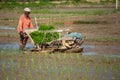 LAMPANG, THAILAND Ã¢â¬â July 16, 2019: Rice farming Thai farmers plant rice seedlings in the field